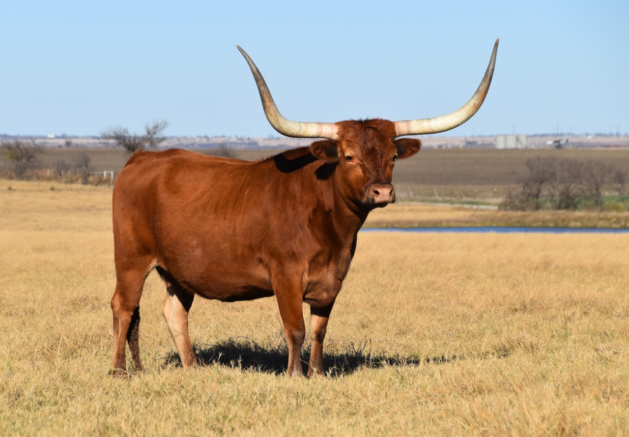 Registered Longhorn Lady Preacher C P 516 : C P Longhorns