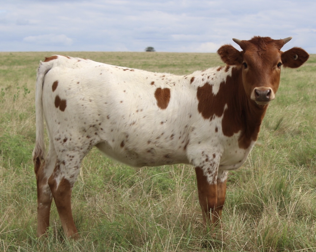 Registered Longhorn Kid Emily CP : C P Longhorns